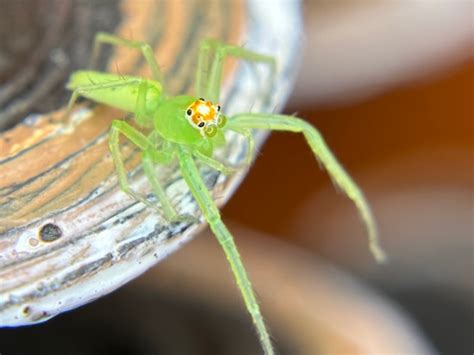 Female Lyssomanes Viridis Or Magnolia Green Jumping Spider 30 By