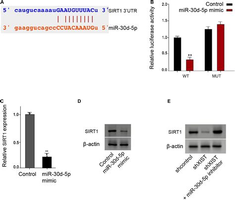 Frontiers Long Non Coding Rna Xist Attenuates Diabetic Peripheral