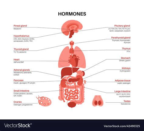 Hormones In Human Body Royalty Free Vector Image