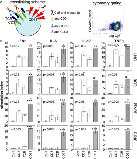 Frontiers T Cell Receptor Independent Cd31il 17a Driven Inflammatory Axis Shapes Synovitis