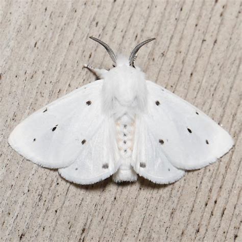 Spilosoma Virginica Bugguide Net