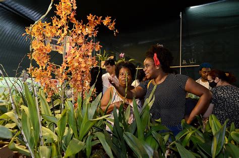 Festa das Orquídeas 2023 Beleza e muitas flores no Clube de Campo da