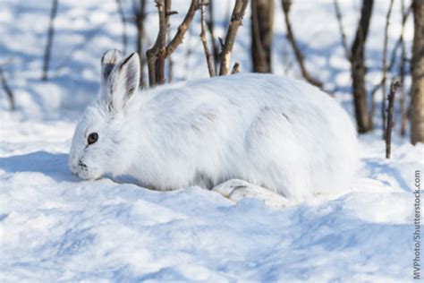 Snowshoe Hare Facts, Information, Pictures & Video