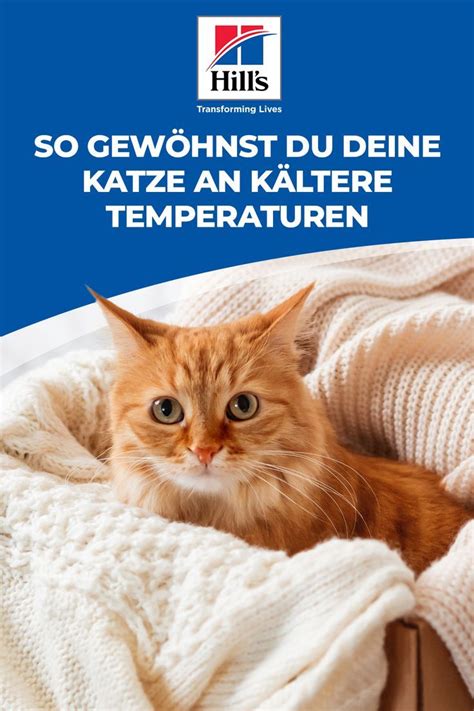 Katzenfakten Wie Du Deine Katze An K Ltere Temperaturen Gew Hnen