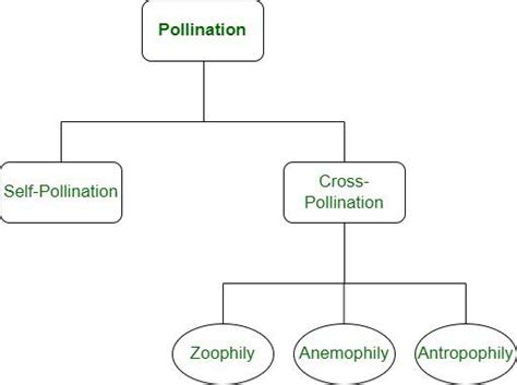 Pollination - Definition, Process, Types, Self Pollination, FAQs