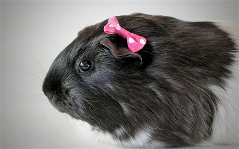 Guinea Pig Black And White Wallpapers - Wallpaper Cave