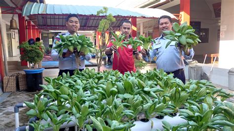 Lapas Ketapang Ajarkan Wbp Tanam Sayur Sistem Hidropinik