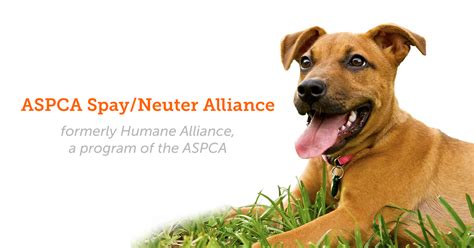 Aspca Spayneuter Alliance Services Training Asheville