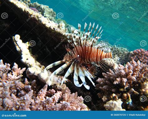 Lion Fish In The Red Sea In Clear Blue Water Hunting For Food Stock