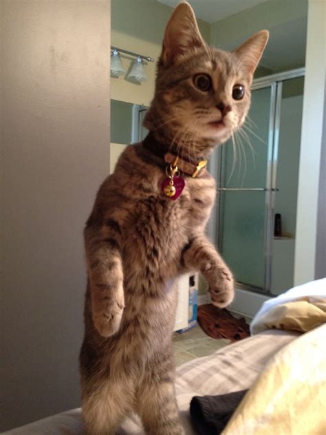 25 Cats Who Messed Up But In The Cutest And Most Hilarious Way