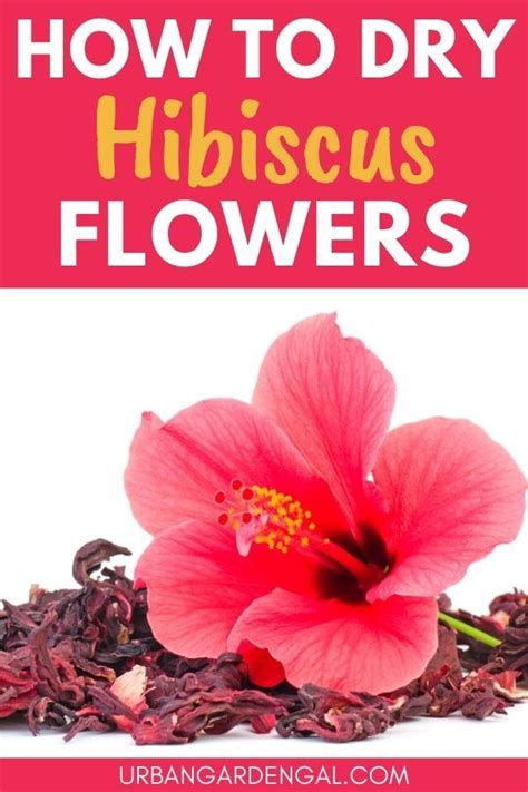 How To Dry Hibiscus Flowers Dried Hibiscus Flowers Hibiscus Flower Tea Hibiscus Recipe