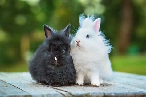 6 Fluffy Rabbit Breeds With Info And Pictures Pangovet