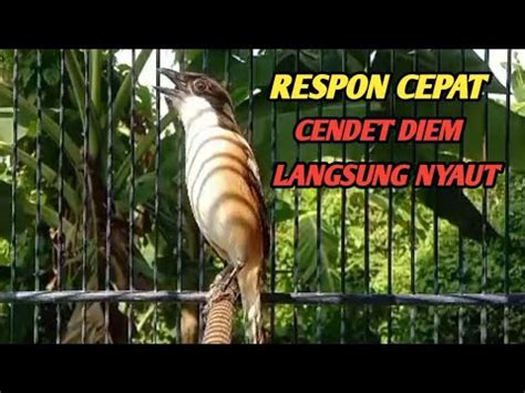 SUARA BURUNG CENDET GACOR PALING AMPUH UNTUK PANCINGAN CENDET MUDA AGAR