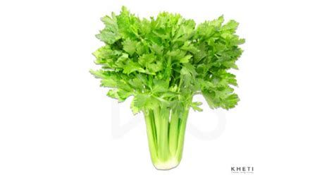 Buy Celery Per Mutha Khetifood Fresh Local And Organic Vegetables