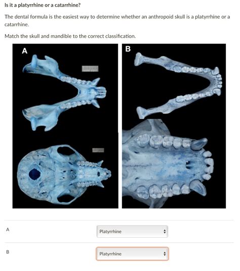 SOLVED: Is it a platyrrhine or a catarrhine? The dental formula is the easiest way to determine ...