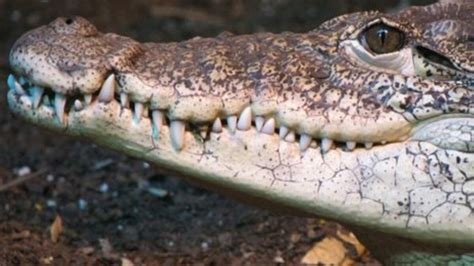 Regardez l évasion de 15 000 crocodiles en Afrique du Sud à cause d