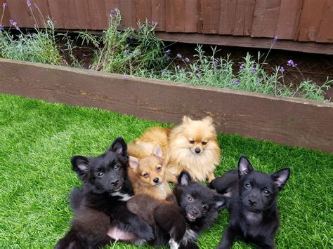 Pomchi puppies | in Cardiff Bay, Cardiff | Gumtree