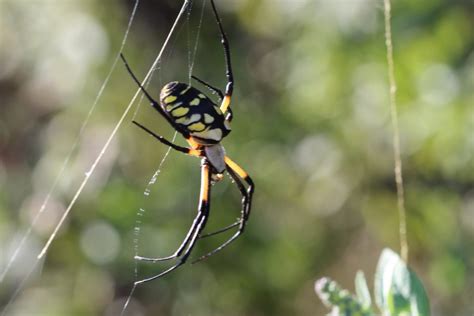 Top 7 Prevention Tips To Keep Spiders Away From Your Home