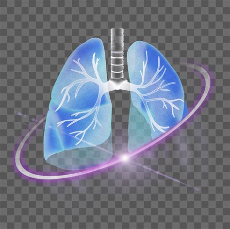 Lungs Png Images Free Photos Png Stickers Wallpapers Backgrounds