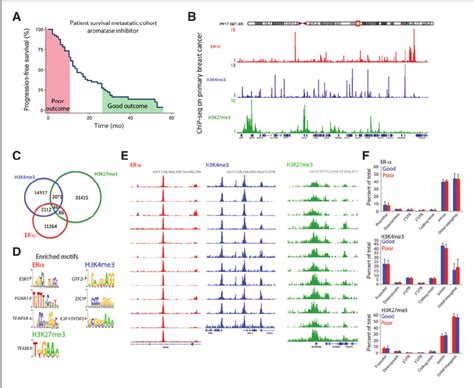 Genome Wide DNA Binding Patterns Of ER A H3K4me3 And H3K27me3 In