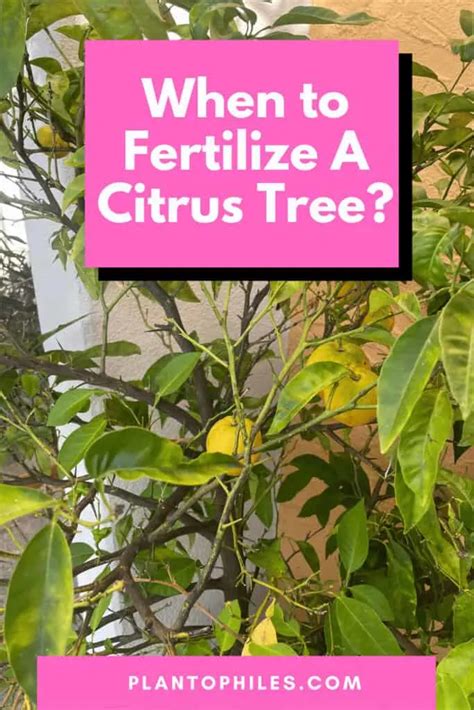 When To Fertilize A Citrus Tree These Are The Best Times