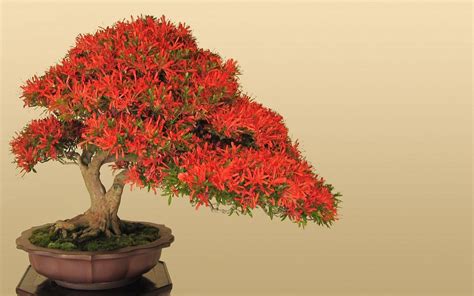 Japanese Bonsai Wallpapers - Top Free Japanese Bonsai Backgrounds ...