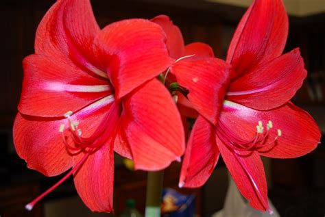 K Amaryllis Closeup Black Background White Hd Wallpaper Rare