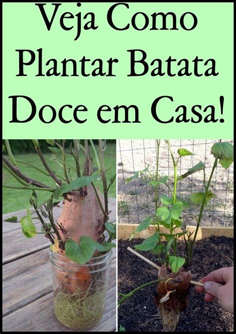 Veja Como Plantar Batata Doce Em Casa Plants Nature