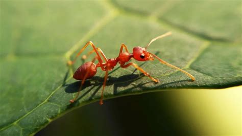 11 Animals With Short Lifespans Animal Corner