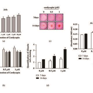 The Effect Of Cordycepin On Mc T E Cell Viability And Osteogenic