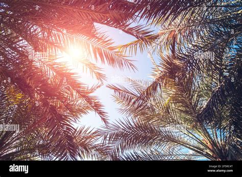 Tropical Beach Background With Palm Trees Silhouette At Sunset Vintage