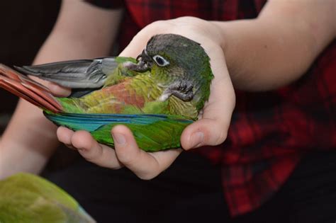 Green Cheek Conure Facts, Diet, Mutation, Lifespan, Care as Pets, Video