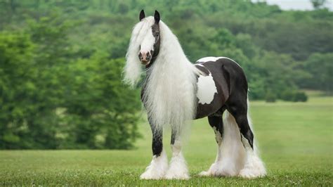 Gypsy Vanner Horse HD Wallpapers 19330 - Baltana