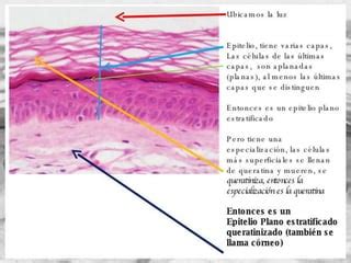 Epitelios Estratificados PPT