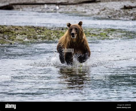 Coastal Brown Bear Ursus Arctos Horribilis Running In The Water