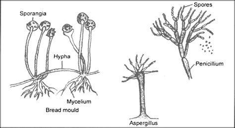 Black Bread Mold Diagram