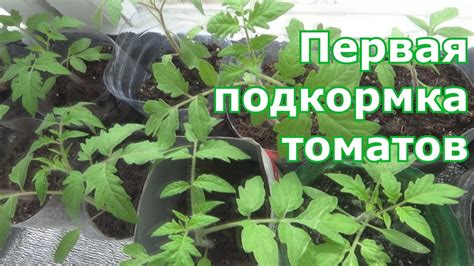 Первая подкормка томатов после пикировки - YouTube