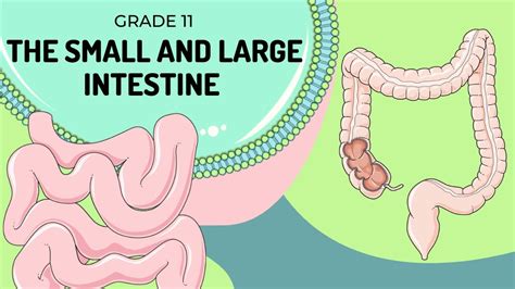 The Small And Large Intestine Easy To Understand YouTube