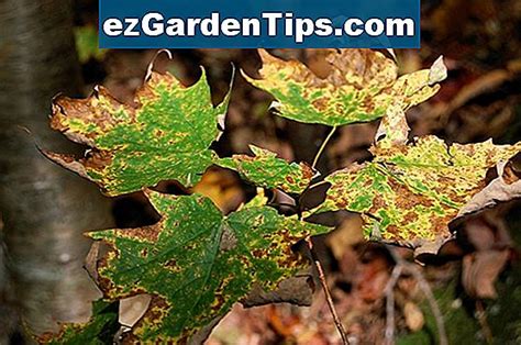 Crimson King Maple Tree Diseases Tips Jardineros Es EzGardenTips