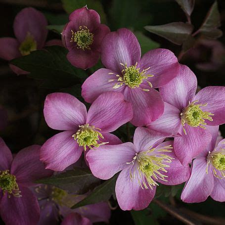 Clematis montana 'Elizabeth' - Riverside Garden Centre