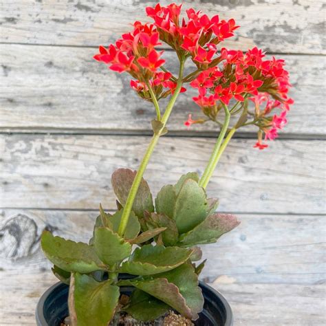 Kalanchoe Blossfeldiana Florist Kalanchoe Easy Succulents