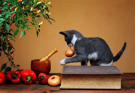 Alimentos Que NO Puede Comer Tu Gato Chismes Today