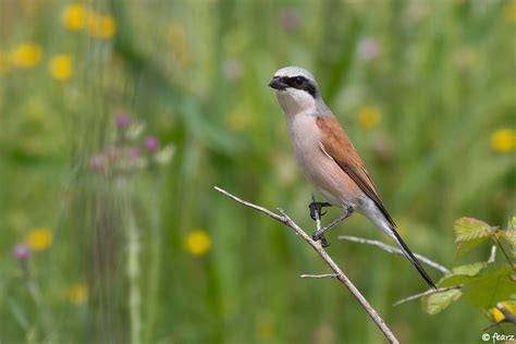 Les Oiseaux Prot G S Par La Zps Natura Pi Ge Et Collines Du