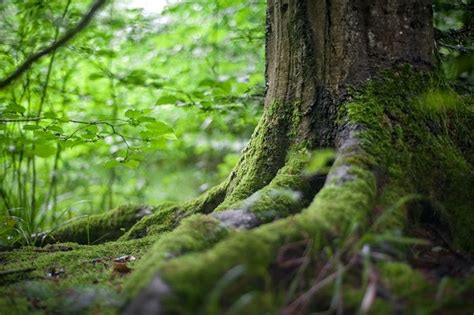 5 Hal Ini Akan Terjadi Jika Tak Ada Pohon Di Muka Bumi AkuBacaAkuTahu