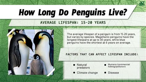 King Penguins Life Cycle