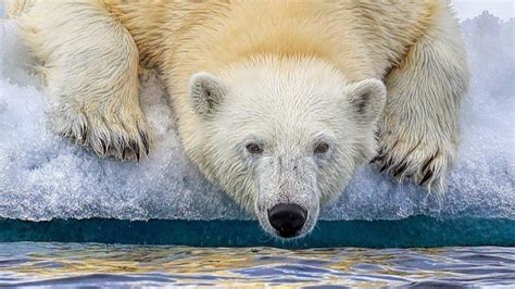 Frans Lanting Capturing The Essence Of Nature And Wildlife Through The