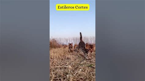 Para Morrer De Rir 237 Os Gatos Mais Lindos Que VocÊ Vera Hoje😂se