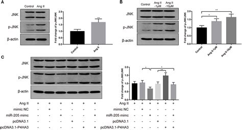 Frontiers Profiling Of Mir P Ha Following Angiotensin Ii Induced