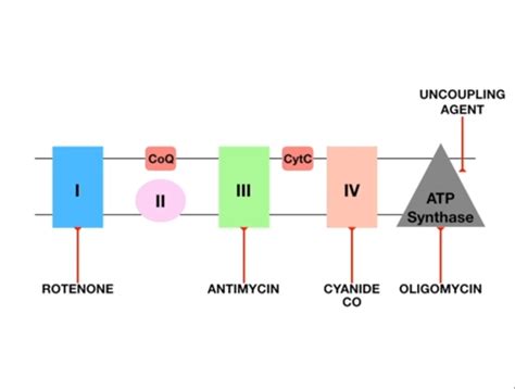 Rancio Estéril Campaña rotenone electron transport chain vitalidad ...