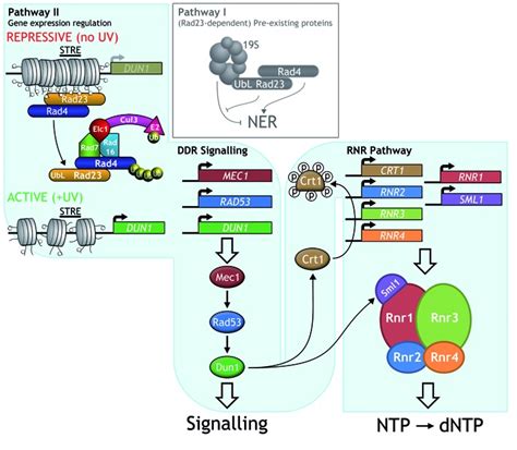 Uv Induced Ubiquitination Of The Yeast Rad4 Rad23 Complex Promotes